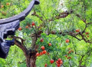 The Tree of Fortune and Prosperity: Plant This to Bestow Wealth and Peace Upon Your Descendants for Generations