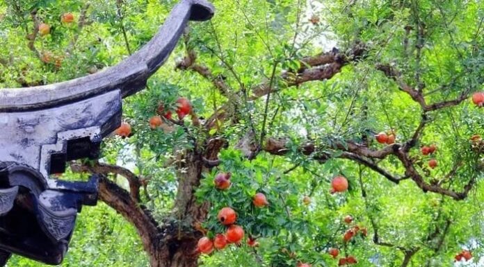 The Tree of Fortune and Prosperity: Plant This to Bestow Wealth and Peace Upon Your Descendants for Generations