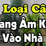 The Secret to Wealth: Uncover the Mystery Tree Planted at Your Doorstep