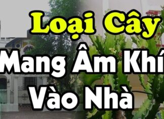 The Secret to Wealth: Uncover the Mystery Tree Planted at Your Doorstep