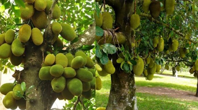Why Did Our Ancestors Advise Against Planting Jackfruit Trees in Front of Houses, Despite the Wood Being Highly Valuable at the Time?