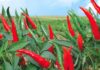 Should You Plant Chili Peppers in Front of Your House?
