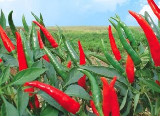 Should You Plant Chili Peppers in Front of Your House?
