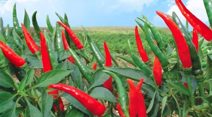 Should You Plant Chili Peppers in Front of Your House?