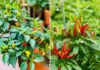 “The Chili Plant: Unlocking Prosperity with Strategic Placement”
