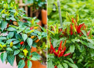 “The Chili Plant: Unlocking Abundant Wealth Through Strategic Placement”