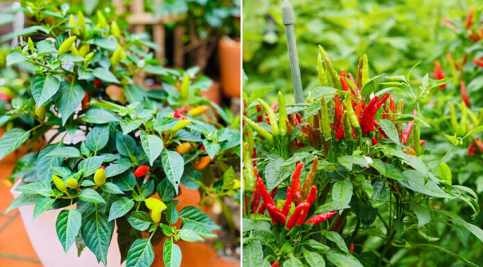 “The Chili Plant: Unlocking Prosperity with Strategic Placement”