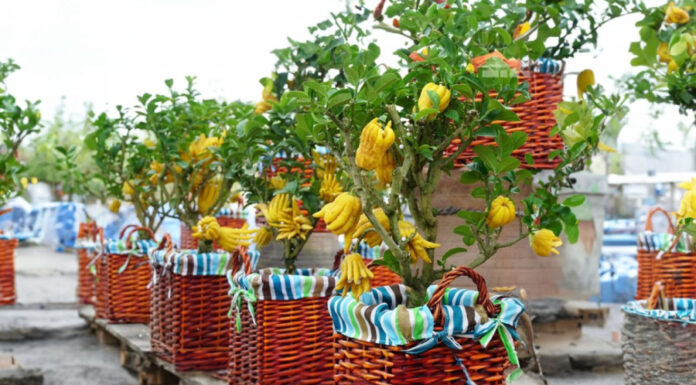 Is It Okay to Grow Buddha’s Hand Citron at Home? Avoid This Ultimate Taboo for Good Fortune.