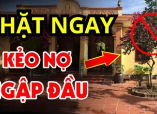 ‘Don’t Plant These 3 Trees by Your Front Door, and Never Hang These 3 Items in Your Home’: Ancient Wisdom for a Fortunate Life