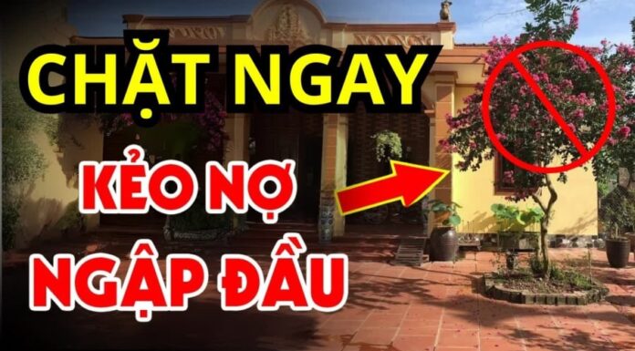 ‘Don’t Plant These 3 Trees by Your Front Door, and Never Hang These 3 Items in Your Home’: Ancient Wisdom for a Fortunate Life