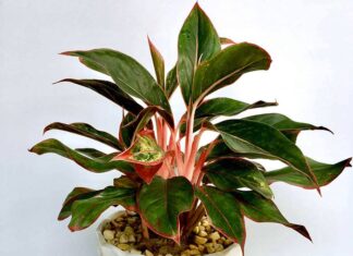 The Green Money-Makers: 5 Houseplants That Attract Wealth and Abundance