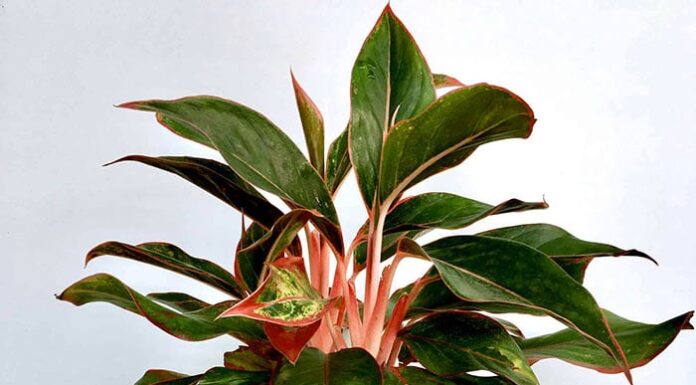 The Green Money-Makers: 5 Houseplants That Attract Wealth and Abundance