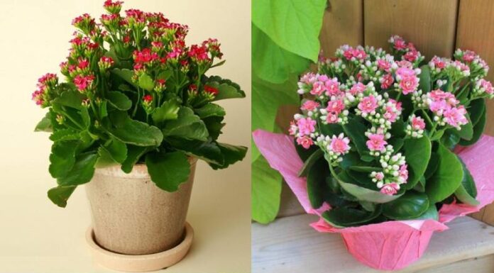 The Ultimate Guide to Growing a Vibrant Liveforever Plant for the Lunar New Year: Uncover the Hidden Feng Shui Meanings