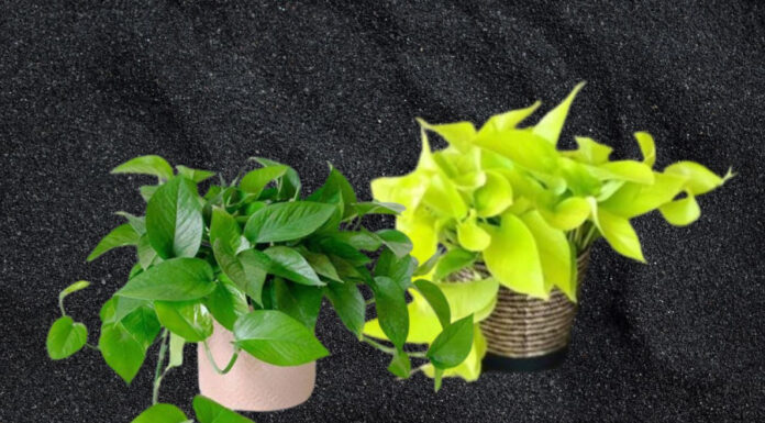 The Ultimate Hack to Keep Your Bathroom Fresh and Clean Without the Fuss: A Simple Trick You Need to Know Now.