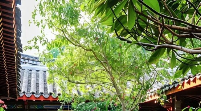 The Green Thumb’s Guide to Prosperity: Four Plants for a Lifetime of Wealth and Fortune.