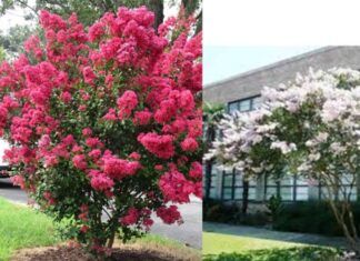 What Does Planting Wisteria Mean and Why Did Ancients Recommend Planting It in Front of Houses?