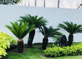 Is It Fortunate to Plant a Yucca Plant in Front of Your House?