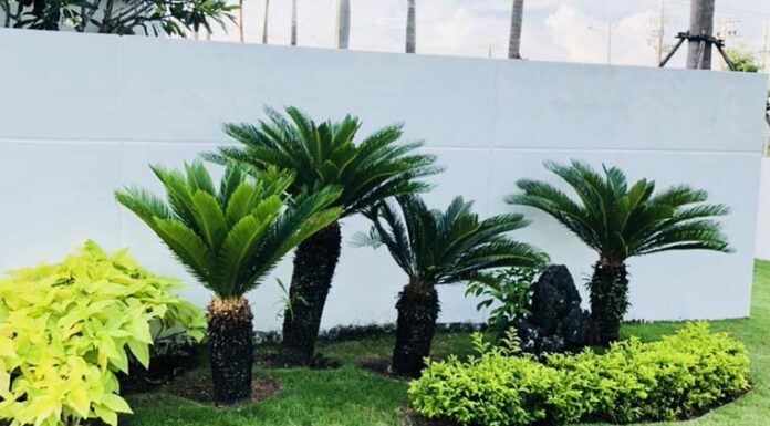 Is It Fortunate to Plant a Yucca Plant in Front of Your House?