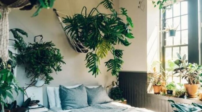 Place These 3 Items in Your Bedroom for a Health Boost