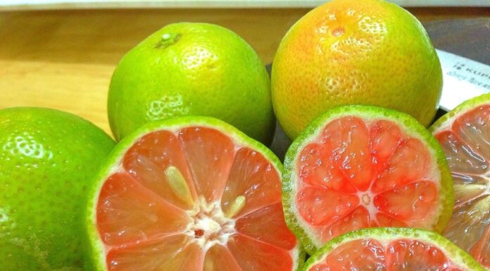 5 Secret Ways to Maximize the Benefits of Pink Lemons in Your Daily Life