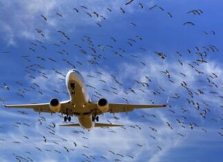 Why Do Birds Often Hit Aircraft?