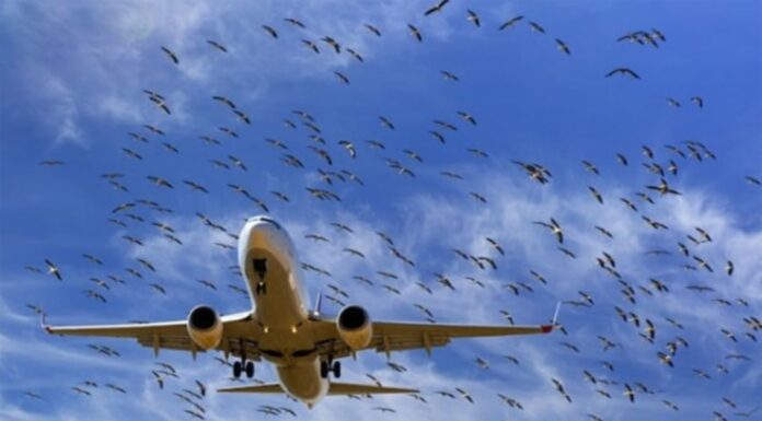 Why Do Birds Often Hit Aircraft?