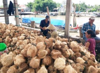 The Unique Ben Tre Floating Market: A Year-Round Trade of a Single Commodity, Yet Always Bustling with Visitors