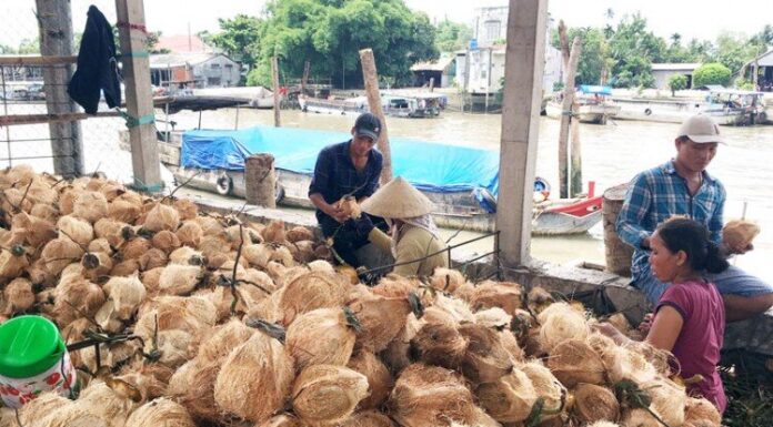 The Unique Ben Tre Floating Market: A Year-Round Trade of a Single Commodity, Yet Always Bustling with Visitors