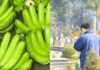 The Ancestors’ Warning: Steer Clear of Bringing Bananas to Year-End Grave Visits.