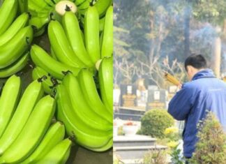 The Ancestors’ Warning: Steer Clear of Bringing Bananas to Year-End Grave Visits.