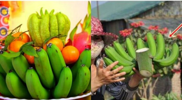 The Ancient Ancestral Advice: Why Buying Ripe Bananas for Ancestral Worship is a Big No-No.