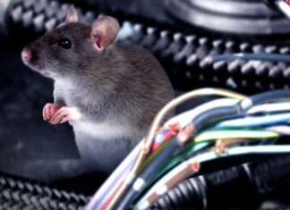 The Magic Powder: Just a Sprinkle and Say Goodbye to Mice!