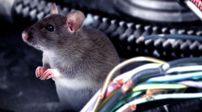 The Magic Powder: Just a Sprinkle and Say Goodbye to Mice!