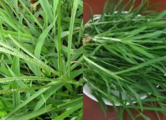 The Ultimate Guide to Eradicating Hair Loss and Dandruff: A Simple, Yet Effective, Wild Herb Hair Wash Remedy.