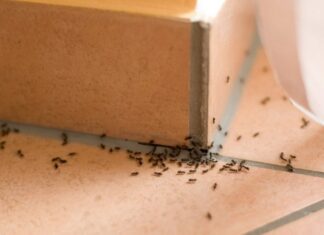 5 Easy Pest Control Tips for Your Home: Save Money and Your Health
