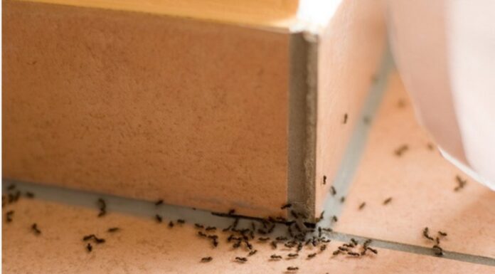 5 Easy Pest Control Tips for Your Home: Save Money and Your Health