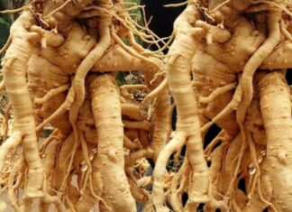 The Ancient Wisdom: Plant the Dinh Lang Tree for a Healthy and Wealthy Family – A Missed Opportunity if These Two Don’t Plant It