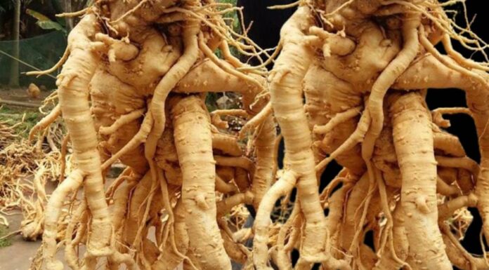 The Ancient Wisdom: Plant the Dinh Lang Tree for a Healthy and Wealthy Family – A Missed Opportunity if These Two Don’t Plant It