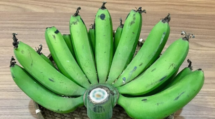 The Altar’s Fruitful Warning: A Single Banana Bunch is Prosperity, a Pair Brings Calamity.