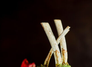 Taste Buds on Tour: A Culinary Journey with Marriott across Vietnam