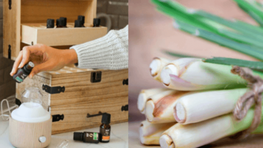 The Magic of Lemongrass: A Simple Household Tip You Need to Know
