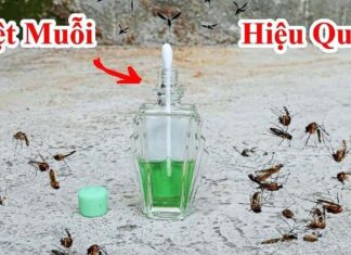 The Magic of Soothing Vapors: Unlocking the Power of Eucalyptus Oil