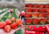 How to Tell the Difference Between Moc Chau and Chinese Strawberries