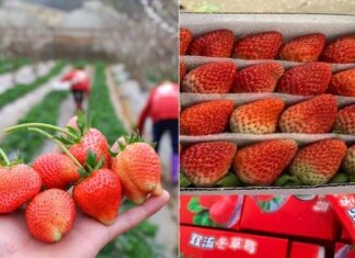 How to Tell the Difference Between Moc Chau and Chinese Strawberries