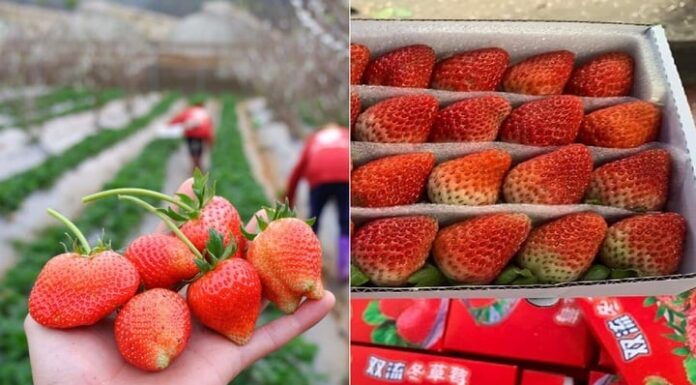 How to Tell the Difference Between Moc Chau and Chinese Strawberries