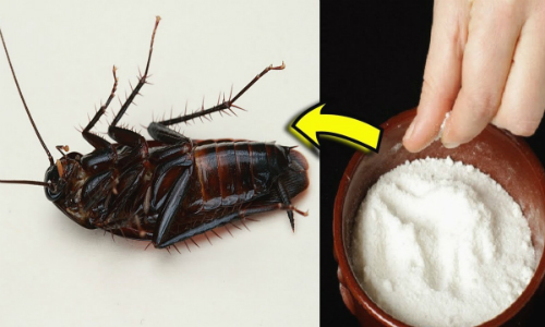 The Ultimate Hack: Why Mixing Leftover Rice with Soap is a Game-changer for Your Home