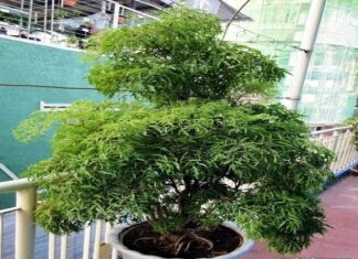 Is It Beneficial to Grow Eleuthero Indoors? What Are the Feng Shui Implications?