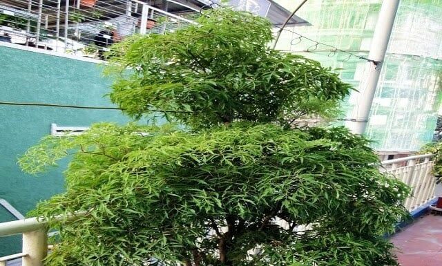 Is It Beneficial to Grow Eleuthero Indoors? What Are the Feng Shui Implications?