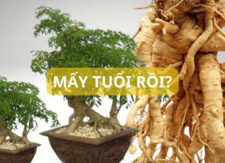 “The Age-Old Debate: Do Older Astragaluses Make for Better Liquor Infusions?”