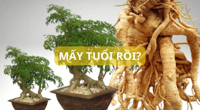 “The Age-Old Debate: Do Older Astragaluses Make for Better Liquor Infusions?”